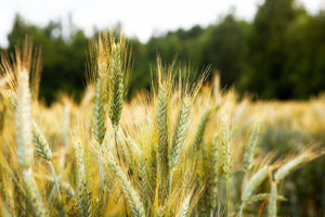 Wrens Abruzzi WINTER RYE Cover Crop Seeds