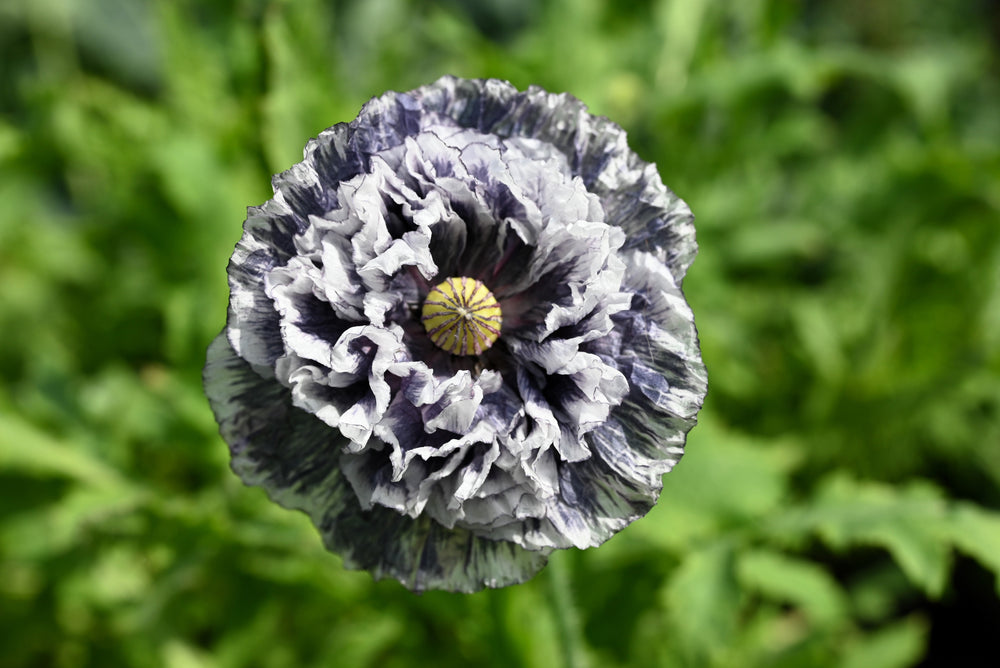 Amazing Grey Poppy Seeds - Certified Organic