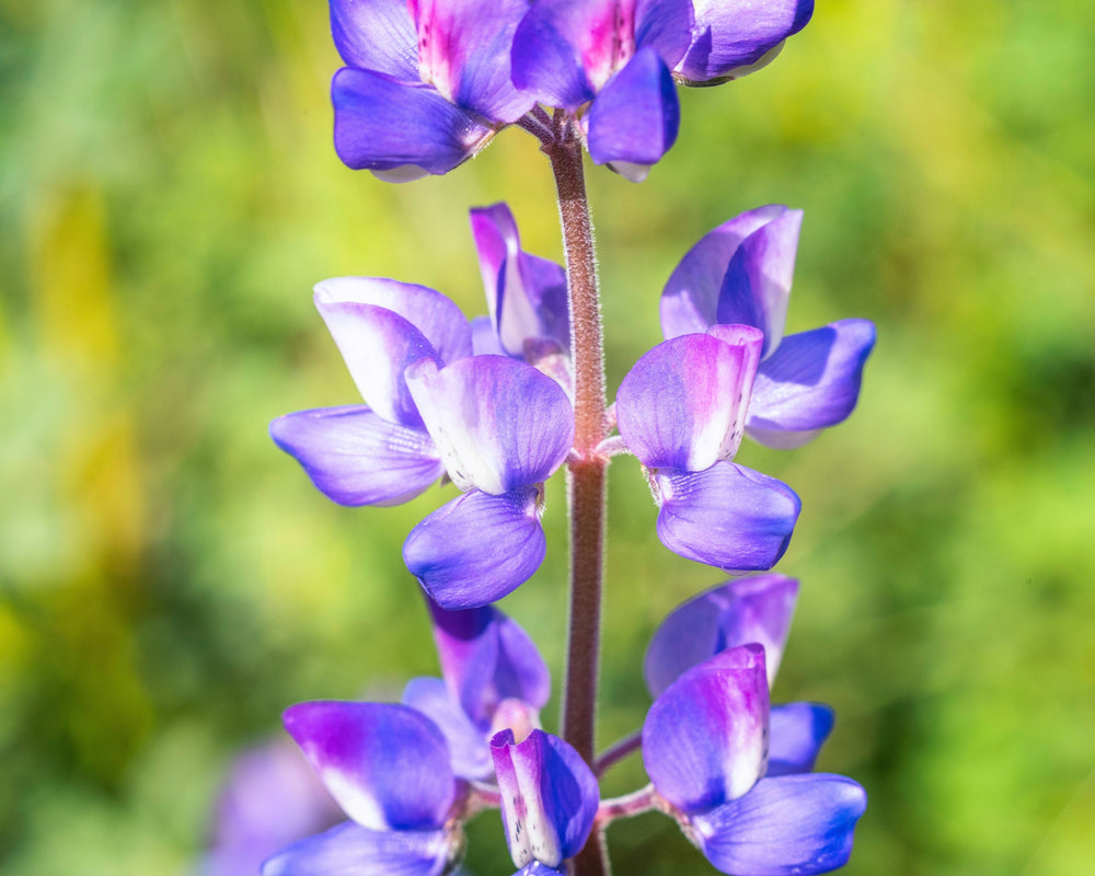 Arroyo Lupine Seeds