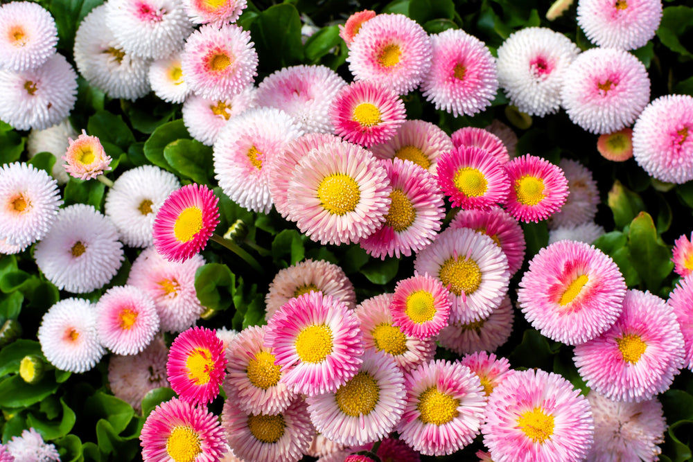 Strawberries & Cream English Daisy Seeds