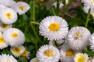 Dwarf White English Daisy Seeds