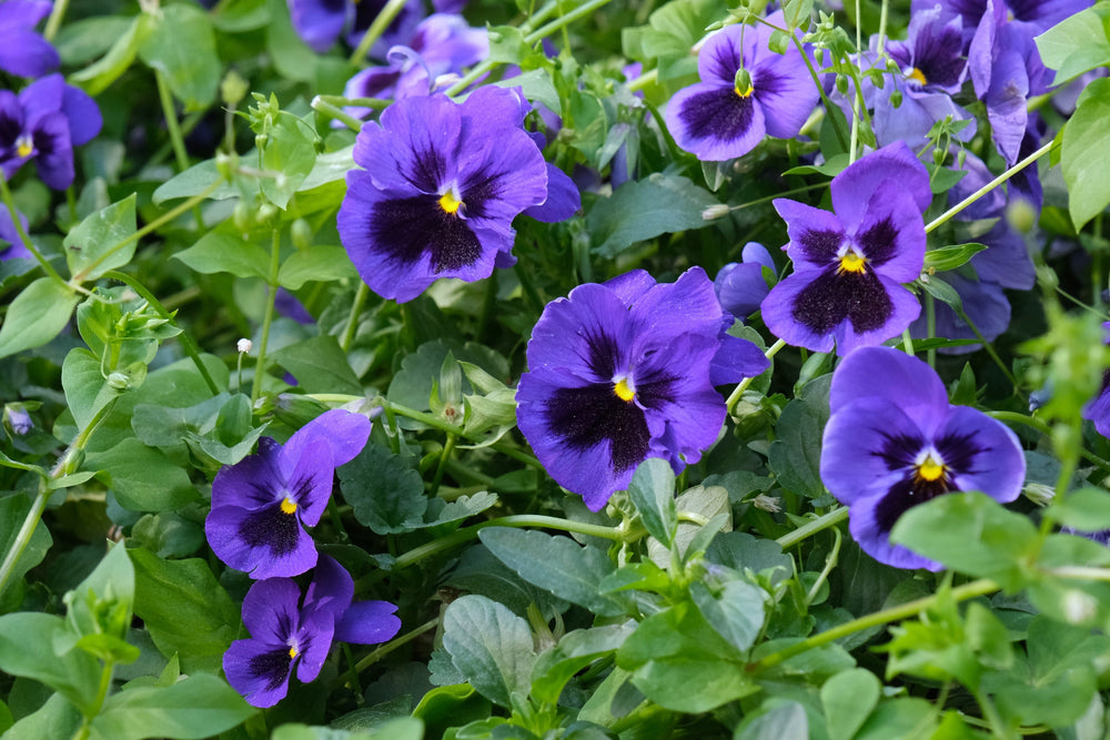 Deep Blue Pansy - Swiss Giant Ullswater Seeds
