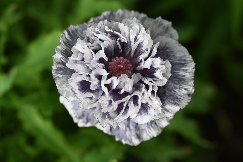Amazing Grey Poppy Seeds - Certified Organic