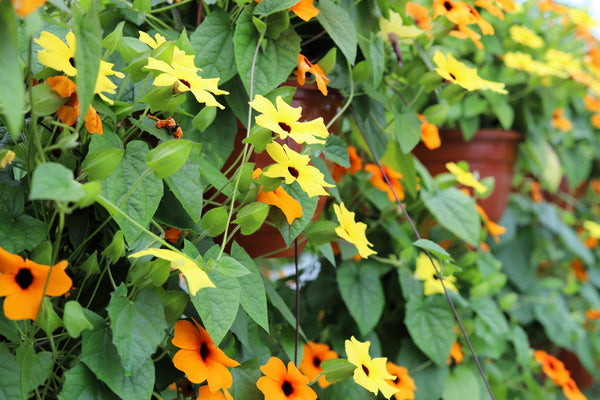 Black-Eyed Susan Vine Seeds - Mixed Thunbergia