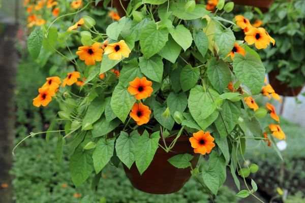 Black-Eyed Susan Vine Seeds - Mixed Thunbergia