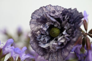 Amazing Grey Poppy Seeds - Certified Organic