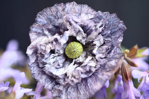 Amazing Grey Poppy Seeds - Certified Organic