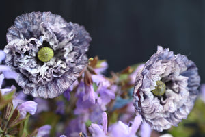 Amazing Grey Poppy Seeds - Certified Organic