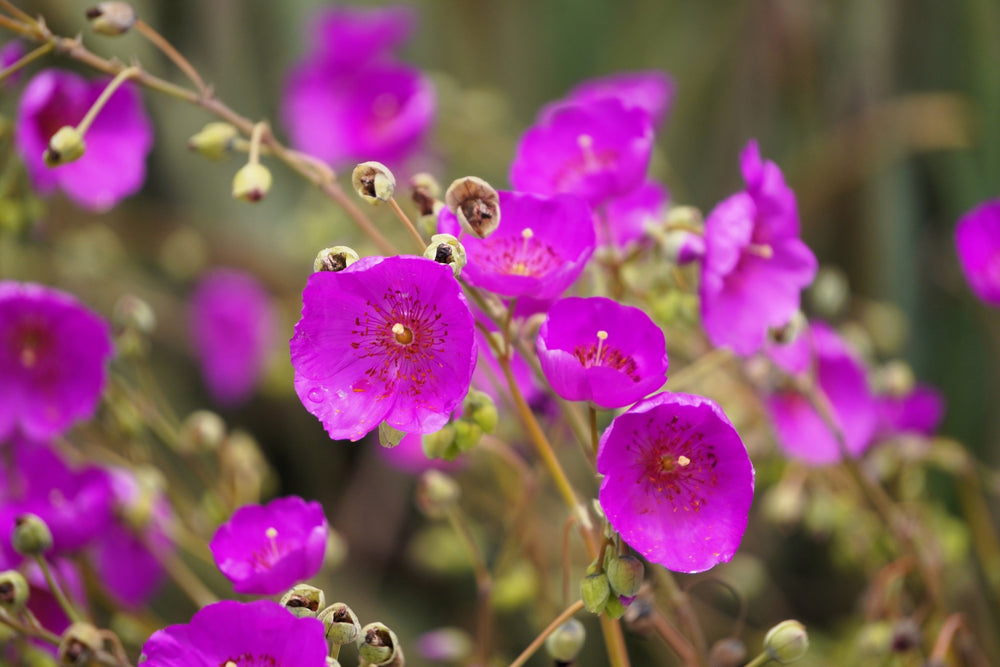 ‘Ruby Tuesday’ Rock Purslane Seeds