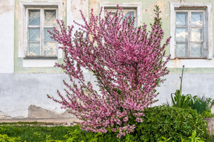 Dwarf 'Russian Almond' Shrub Seeds