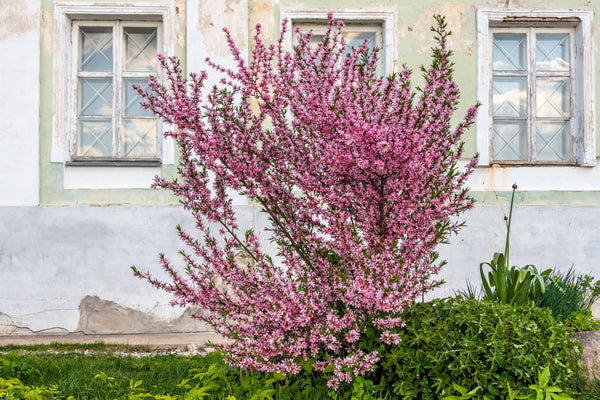 Dwarf 'Russian Almond' Shrub Seeds