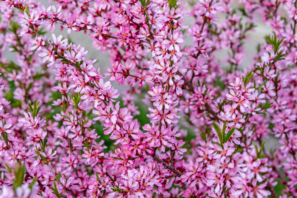 Dwarf 'Russian Almond' Shrub Seeds
