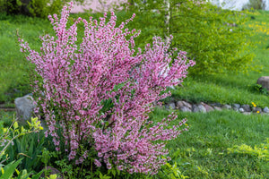 Dwarf 'Russian Almond' Shrub Seeds