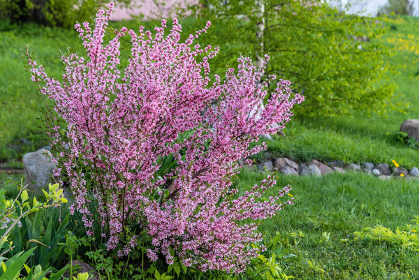 Dwarf 'Russian Almond' Shrub Seeds