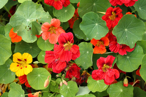 Dwarf Jewel Mix Nasturtium Seeds