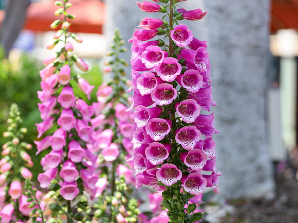 Pink Foxglove Seeds