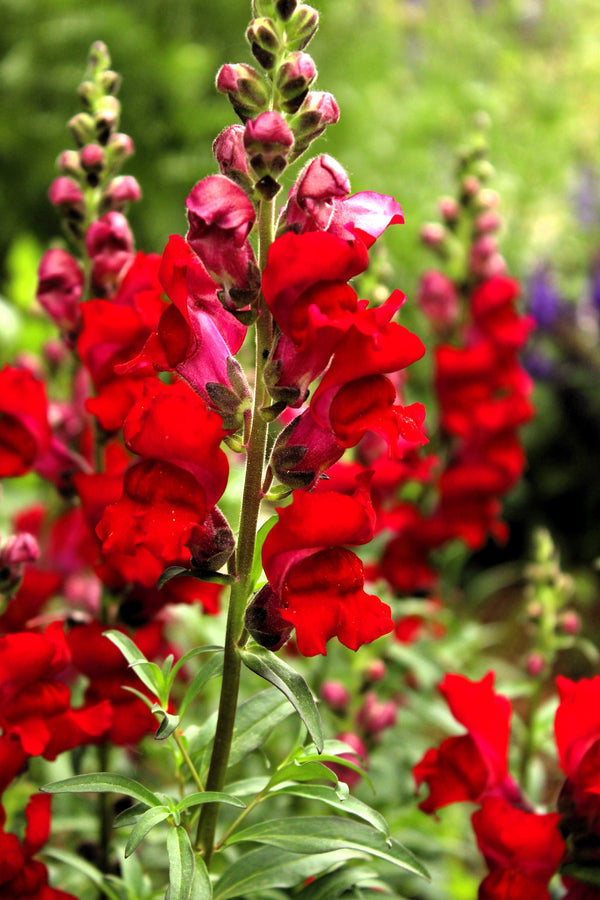 ’Ruby’ Snapdragon Seeds