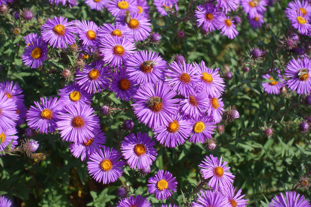 Purple New England Aster Seeds