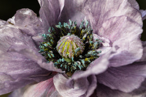 Amazing Grey Poppy Seeds - Certified Organic