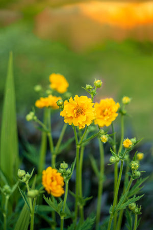 Lady Stratheden Geum Seeds