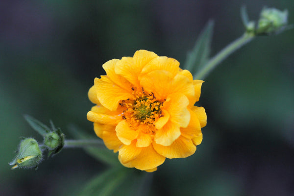Lady Stratheden Geum Seeds
