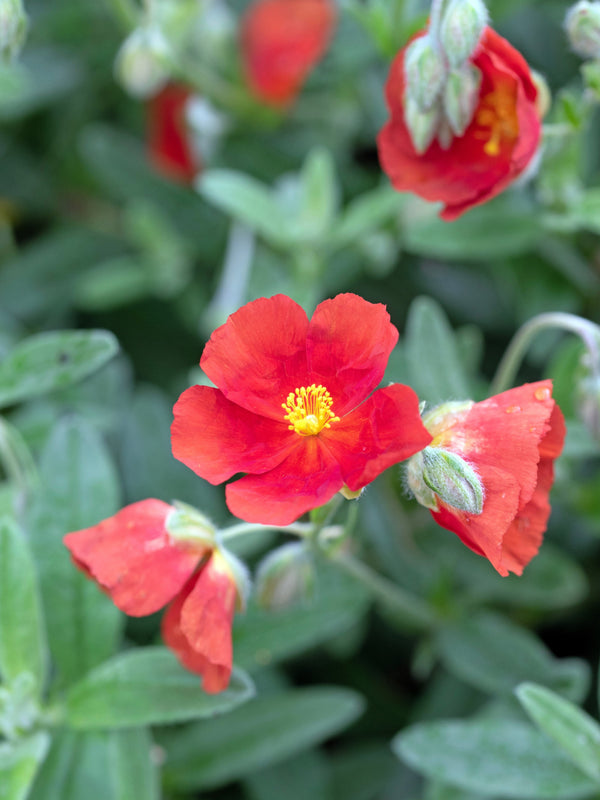 Scarlet Globemallow Seeds