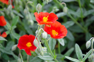 Scarlet Globemallow Seeds