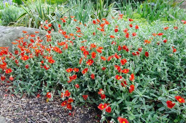 Scarlet Globemallow Seeds