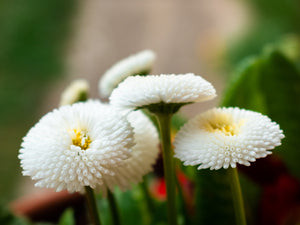 Dwarf White English Daisy Seeds