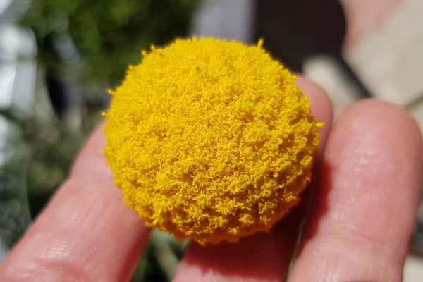 Billy Buttons Seeds
