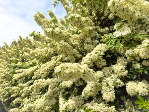 Scarlet Firethorn Bush Seeds