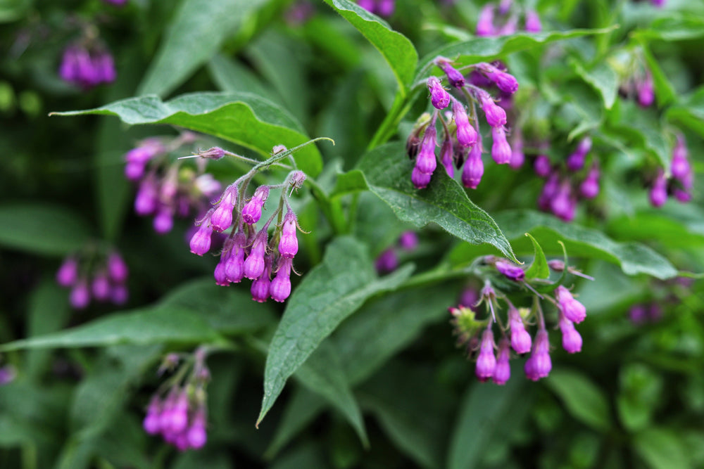 Purple Comfrey Seeds