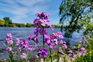 Dame's Rocket (Danask Violet) Seeds