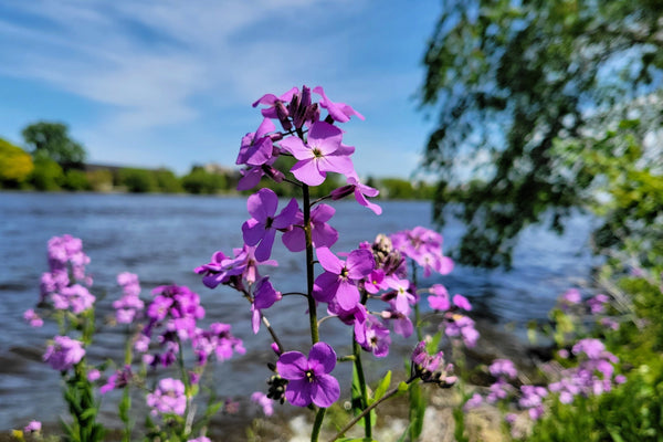 Dame's Rocket (Danask Violet) Seeds
