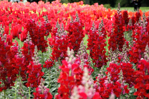 ’Ruby’ Snapdragon Seeds