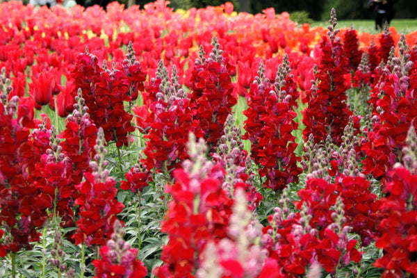 ’Ruby’ Snapdragon Seeds