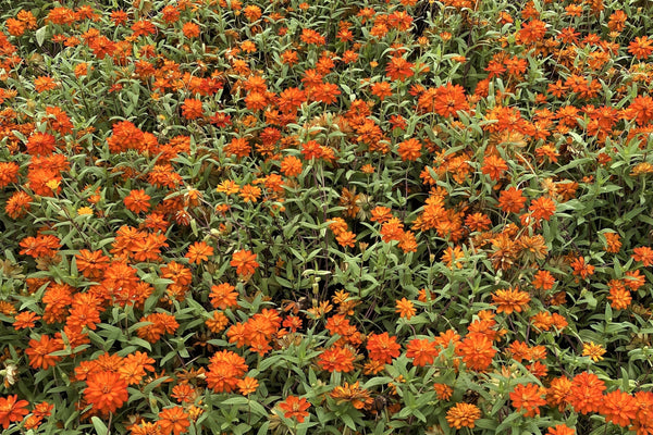 Orange King Zinnia Seeds