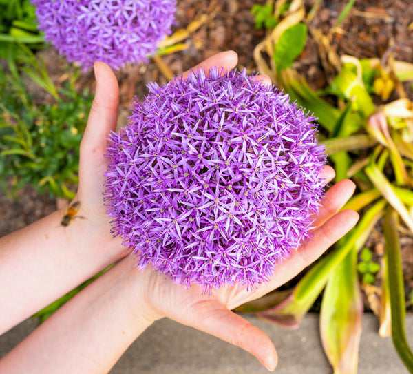 Giant Allium Seeds