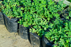 'Jumbo' Virginia Peanut Seeds