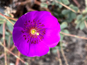 ‘Ruby Tuesday’ Rock Purslane Seeds