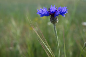 Tall Blue Bachelor’s Button Seeds