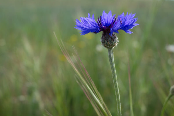Tall Blue Bachelor’s Button Seeds