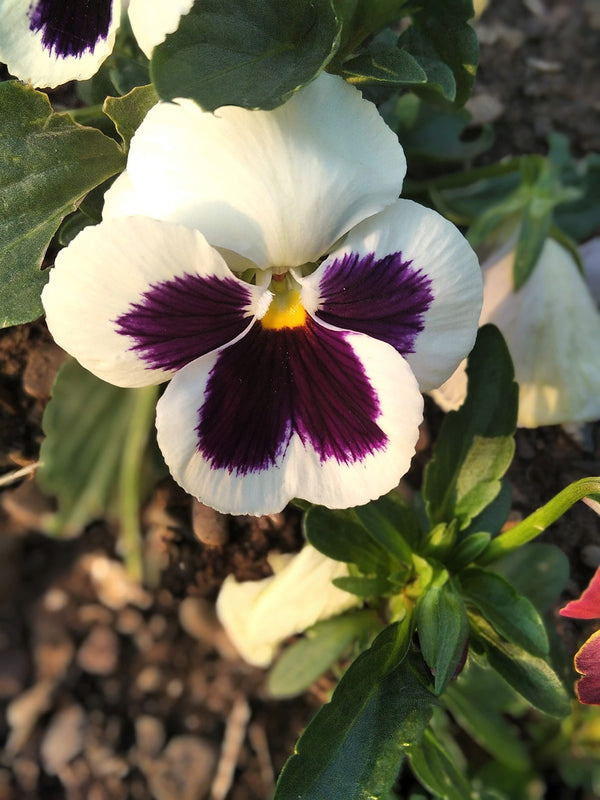 White and Purple Swiss Giant Pansy Seeds