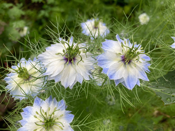 Love In A Mist Fennel Flower Seeds - Blue and White Mix