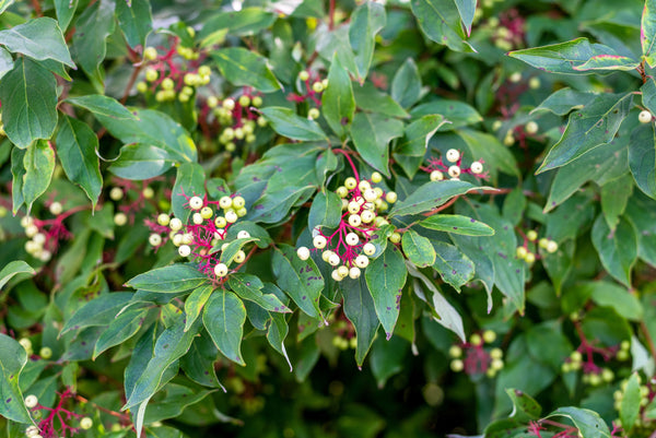 Red Twig Dogwood Seeds