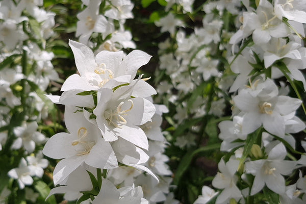 White Peach-Leafed Bellflower Seeds