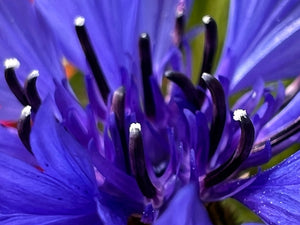 Tall Blue Bachelor’s Button Seeds