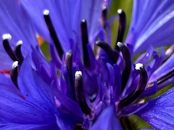 Tall Blue Bachelor’s Button Seeds
