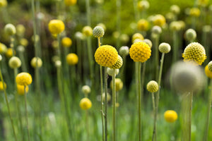 Billy Buttons Seeds
