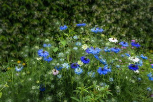 Love In A Mist Fennel Flower Seeds - Blue and White Mix